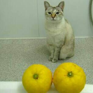 カレーが好きな人！