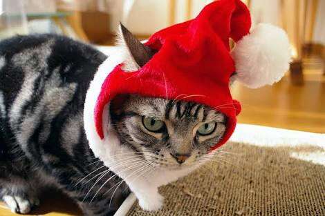 カレーが好きな人！