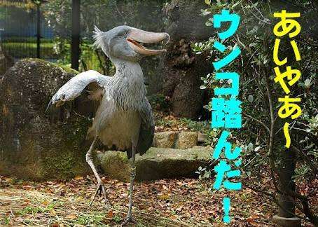 動物園で一番人気がない動物はなんだと思いますか？