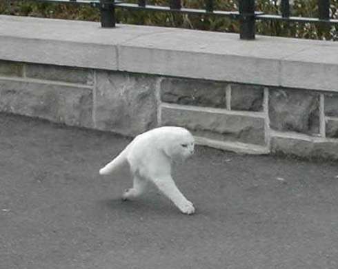 【閲覧注意】不気味な画像を貼るトピ