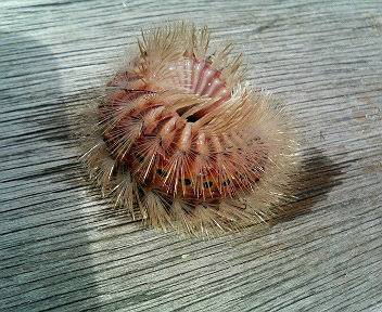 【閲覧注意】不気味な画像を貼るトピ