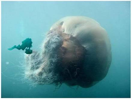 【閲覧注意】不気味な画像を貼るトピ