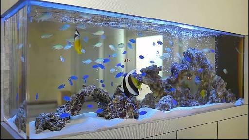 “死んだ魚”メイクに使い炎上、動物愛好家ら「命に最低限の敬意を」。