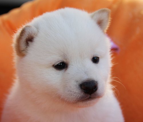 自分の来世を妄想しよう