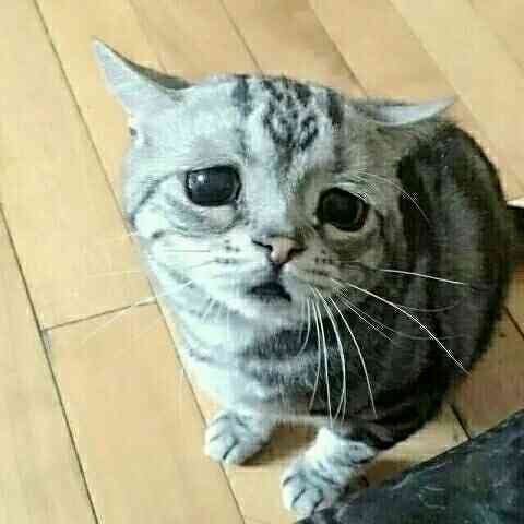 ノリの良い口調で会話するトピ