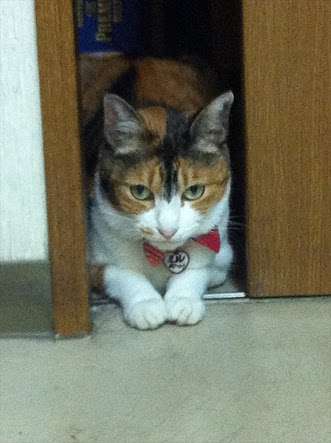 ノリの良い口調で会話するトピ