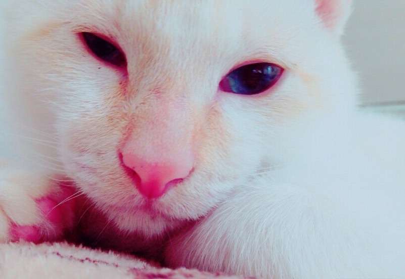猫に関する質問トピ