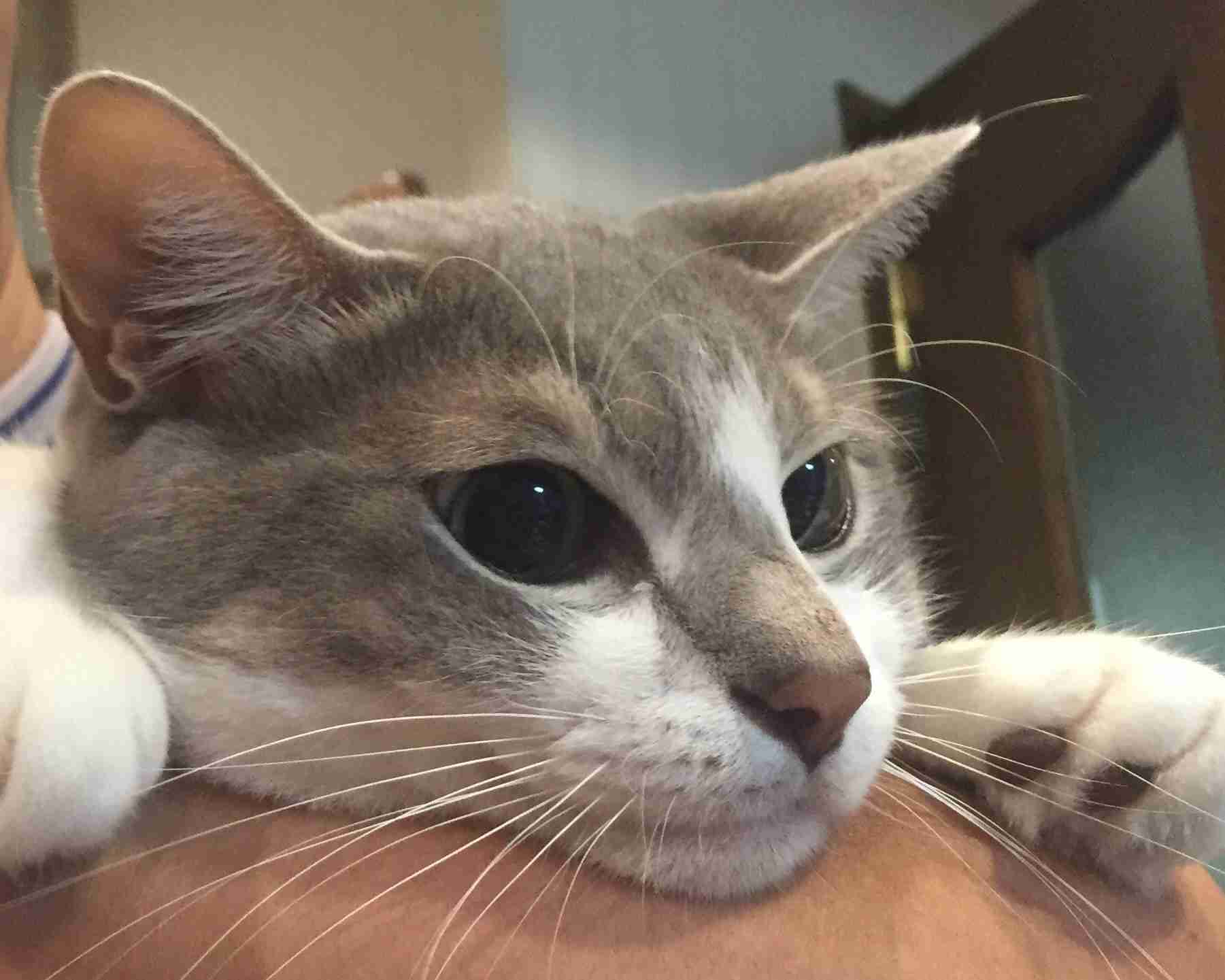 猫に関する質問トピ