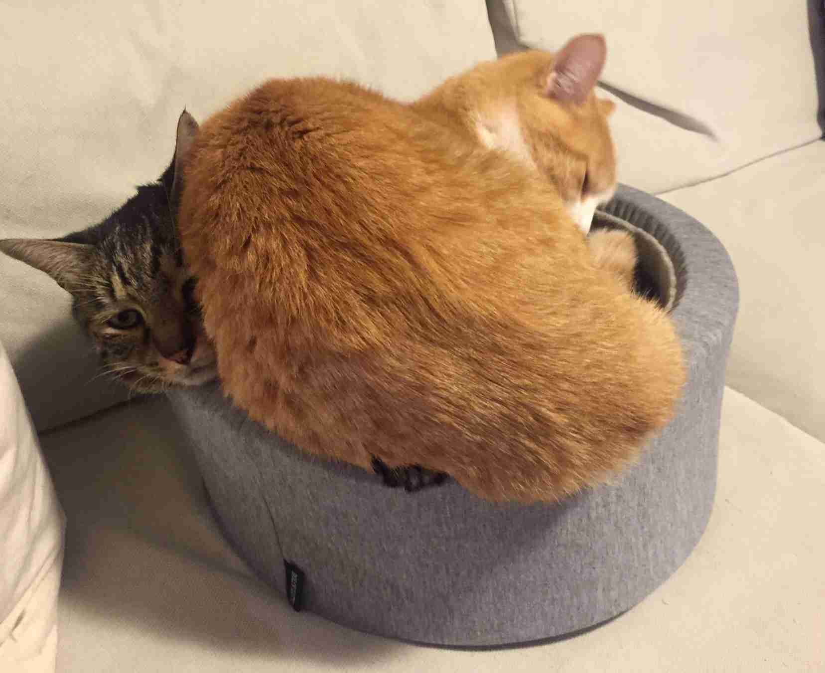 猫に関する質問トピ