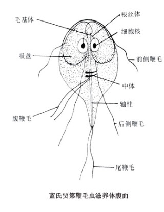 先生に付けたあだ名