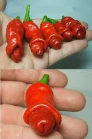 面白い食べ物の画像を貼るトピ