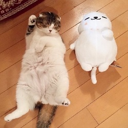 こたつでみかんを食べながらのんびり話すトピ