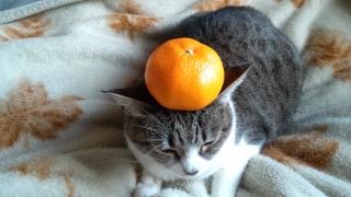 こたつでみかんを食べながらのんびり話すトピ