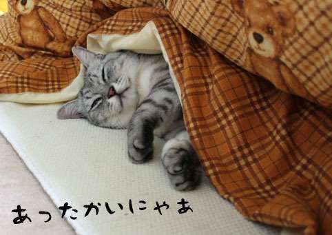 こたつでみかんを食べながらのんびり話すトピ