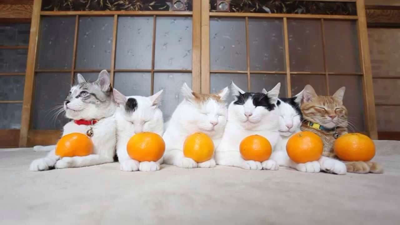こたつでみかんを食べながらのんびり話すトピ