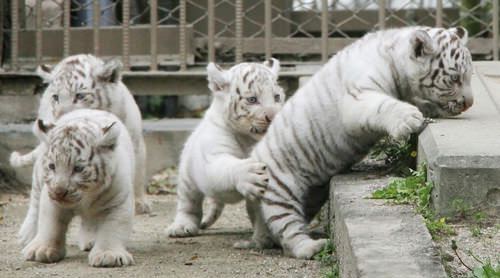 好きな伝説上の生き物