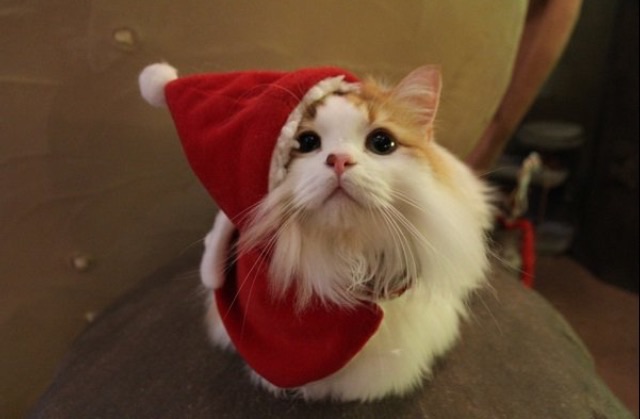 あなたの好きな画像、キャラクターでメリークリスマス！