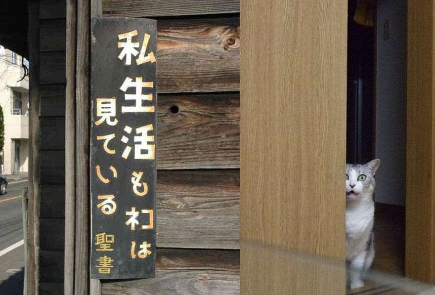 ペットの留守番