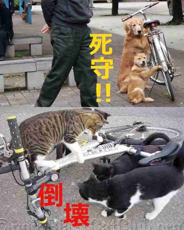 【イメージ】どっちが格上？【プラマイ】