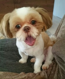 坂上忍　5000万円新居は亡き愛犬へ