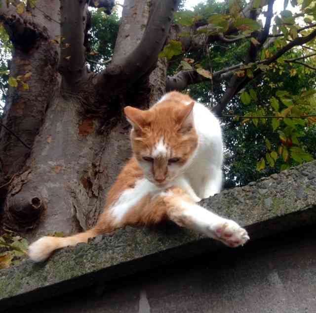 最近撮った写真を載せるトピ