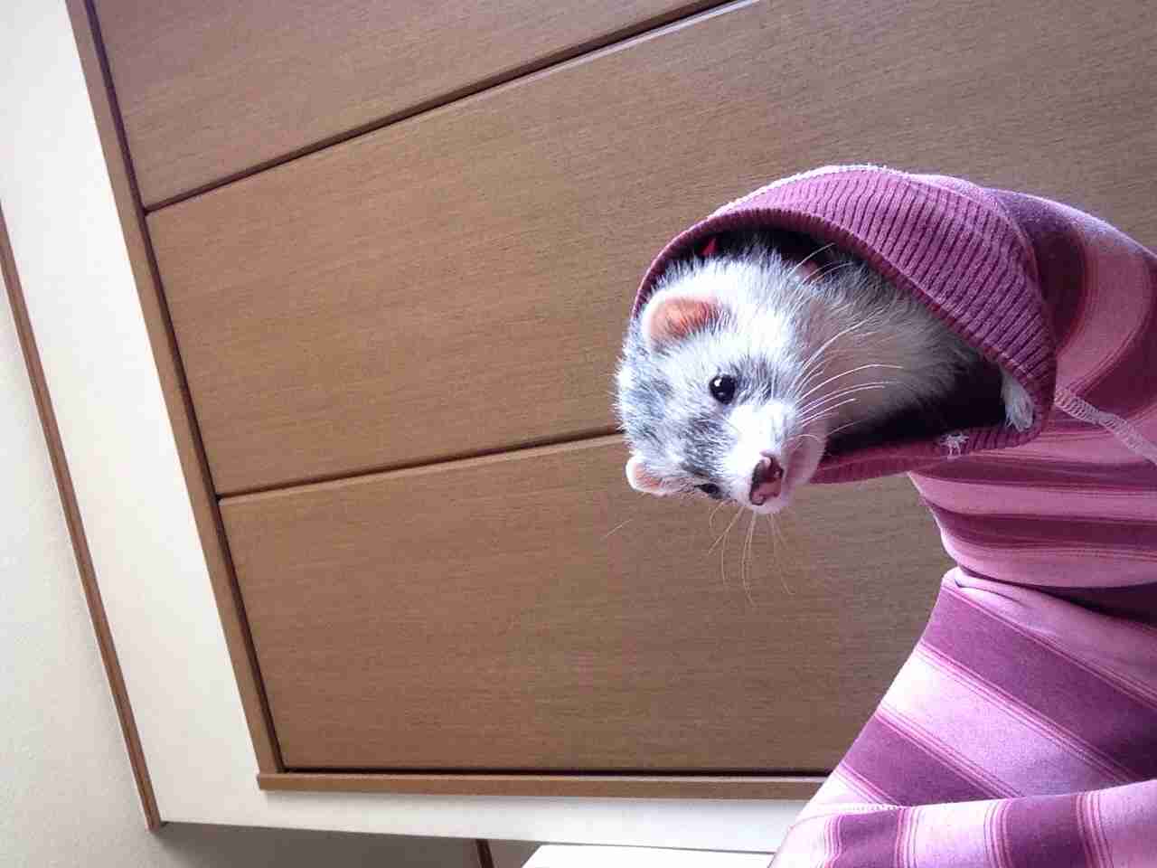 最近撮った写真を載せるトピ