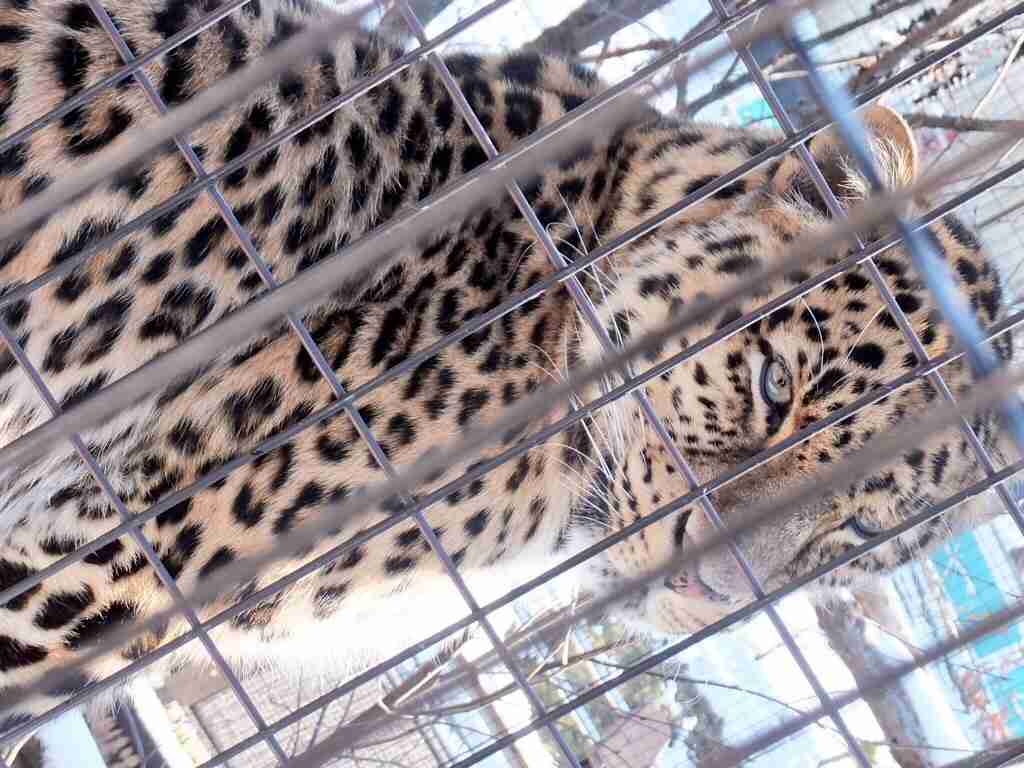 最近撮った写真を載せるトピ