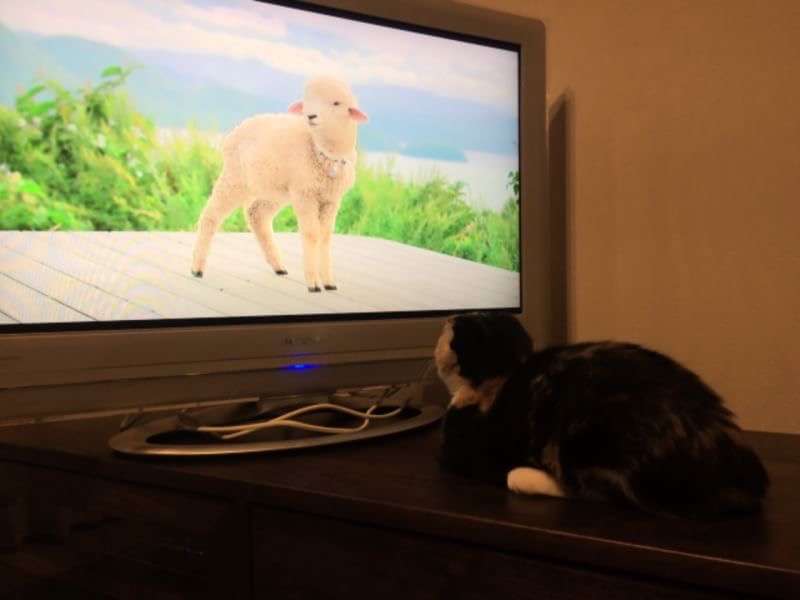 最近撮った写真を載せるトピ