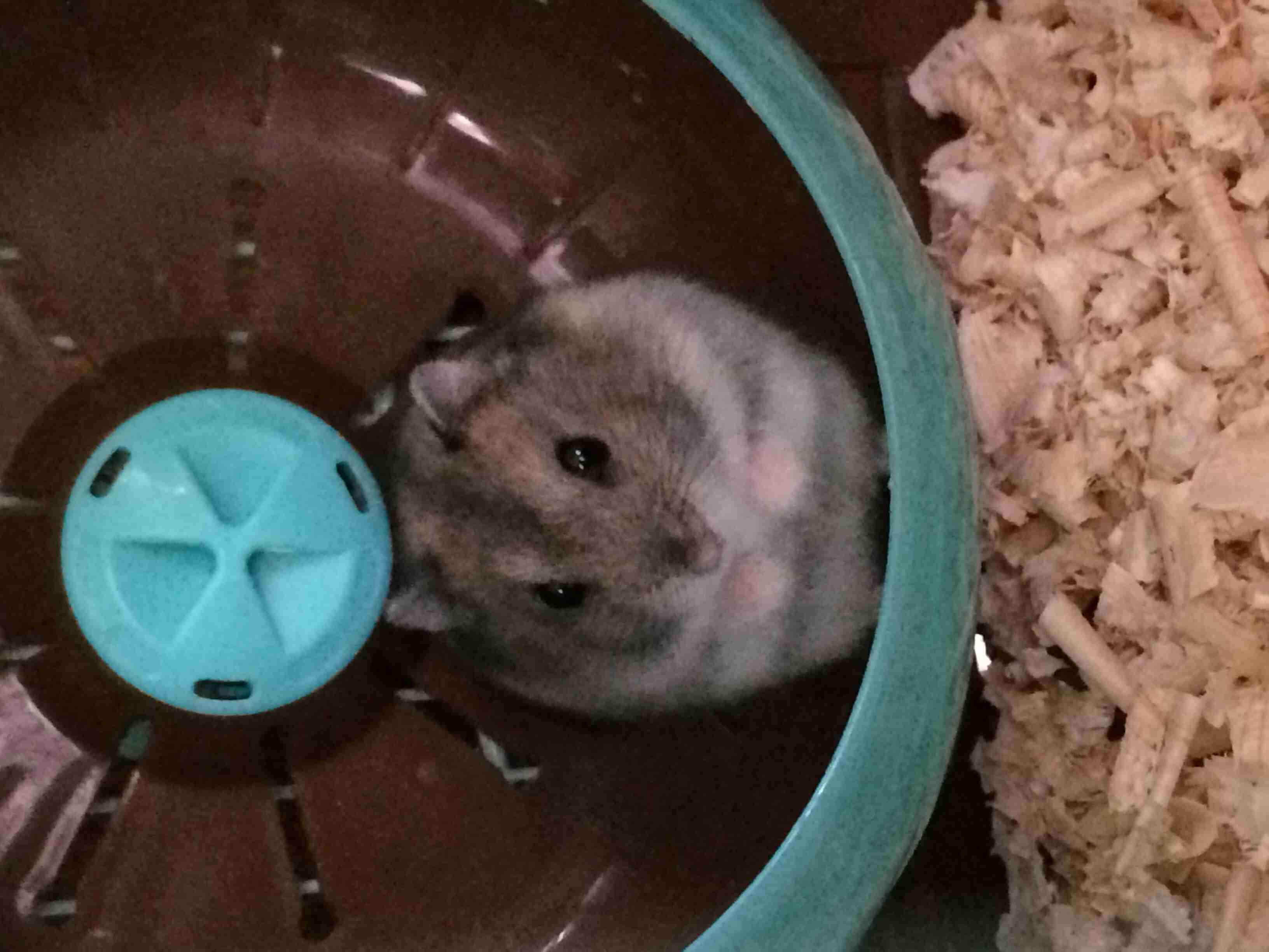 最近撮った写真を載せるトピ