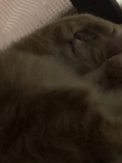 最近撮った写真を載せるトピ