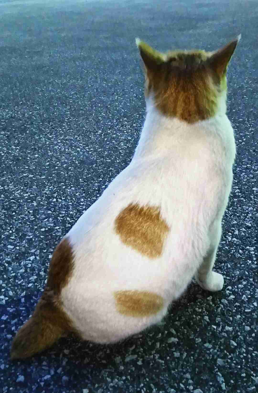 最近撮った写真を載せるトピ