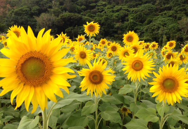 最近撮った写真を載せるトピ