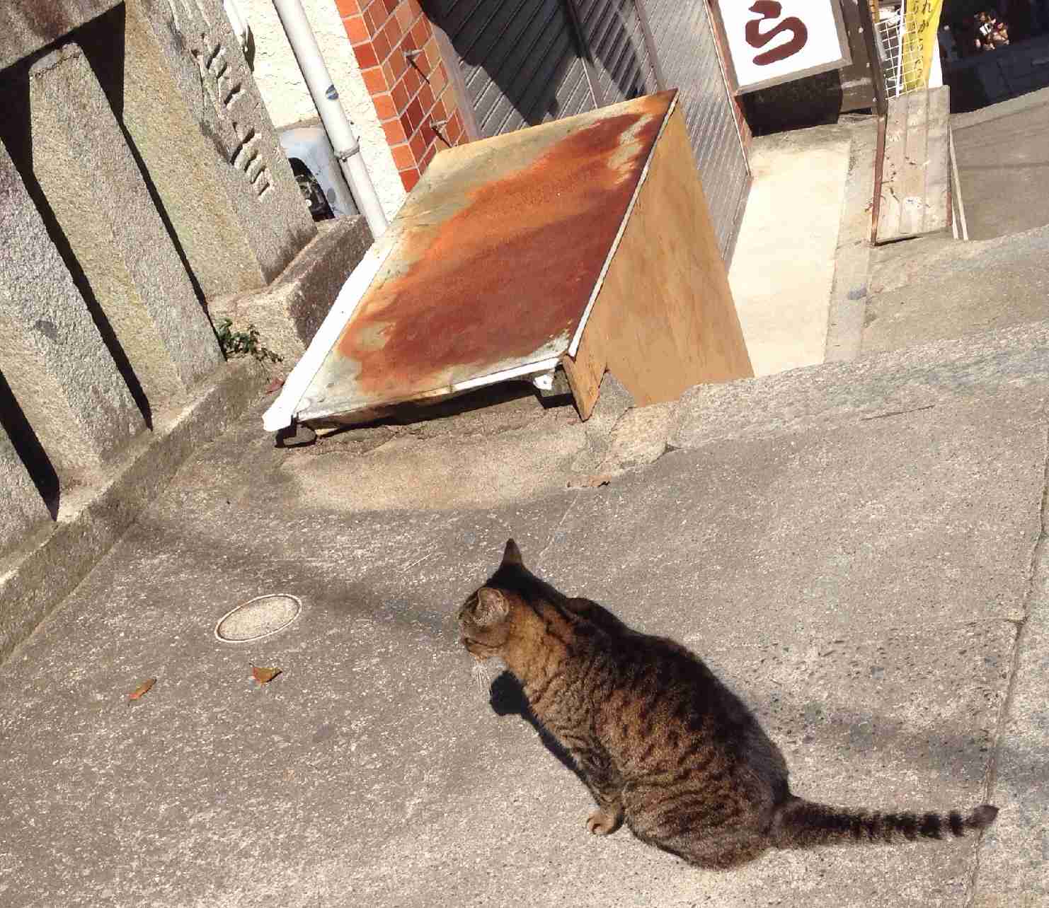 最近撮った写真を載せるトピ