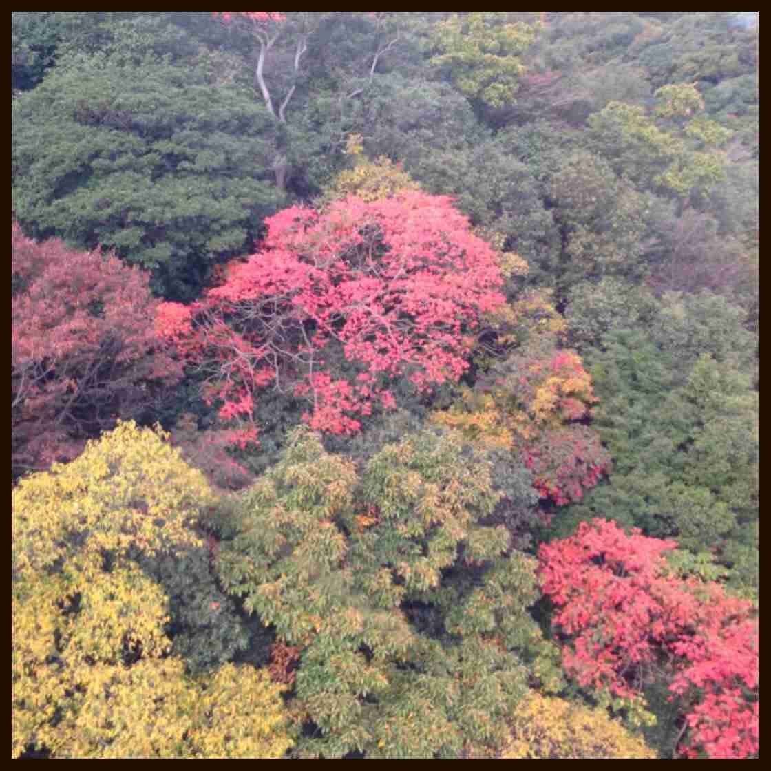 最近撮った写真を載せるトピ