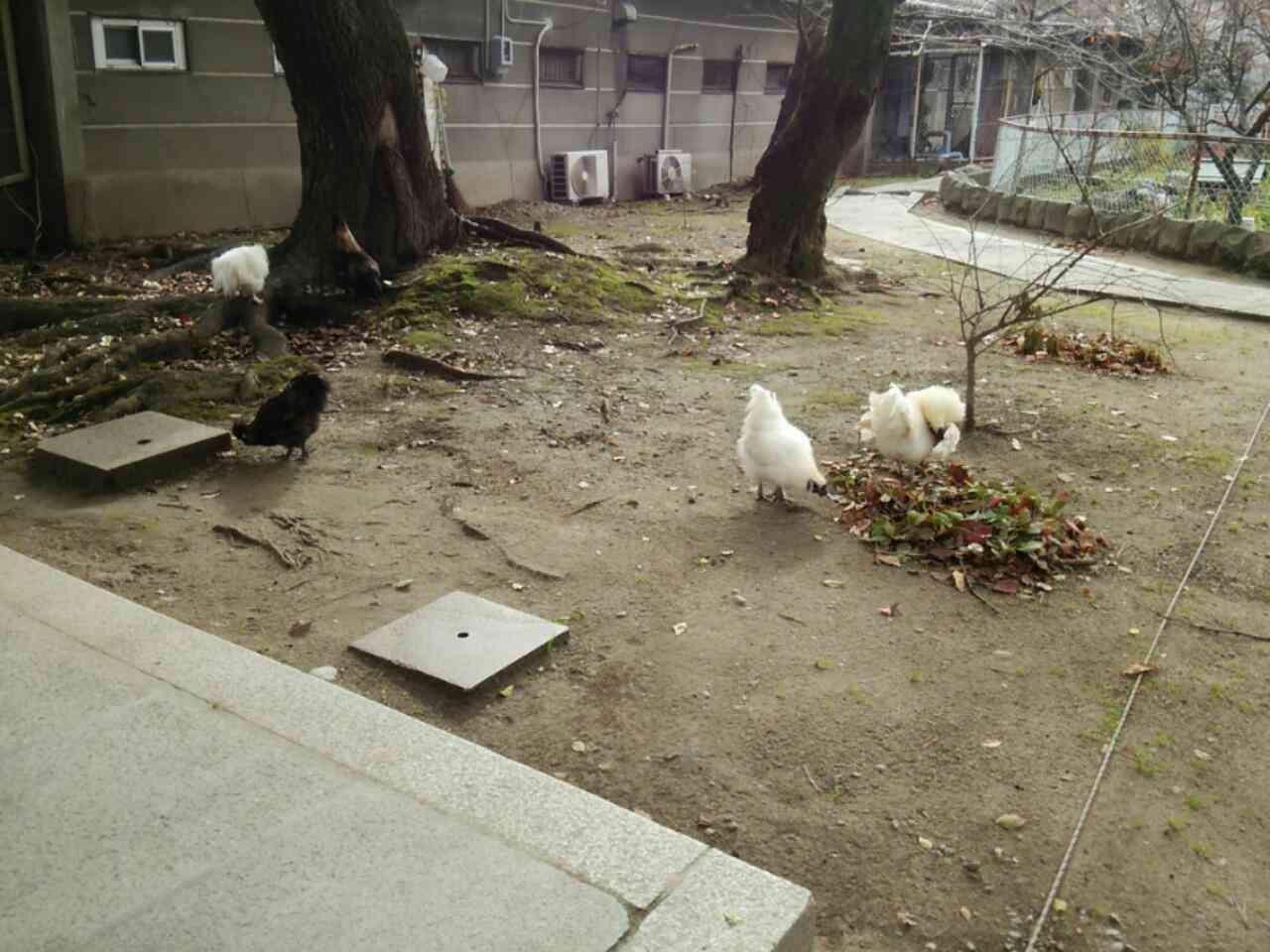 最近撮った写真を載せるトピ