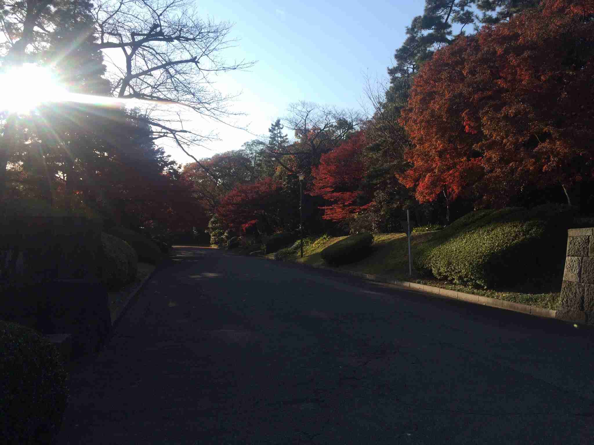 最近撮った写真を載せるトピ