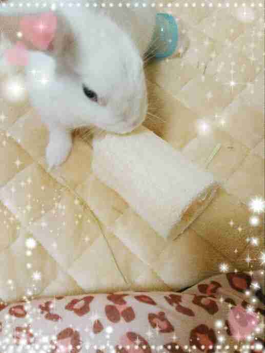 動物好きさん集まれ～