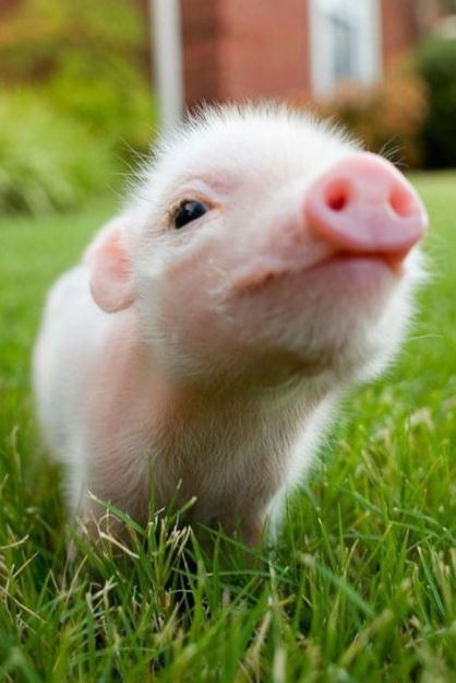 動物好きさん集まれ～