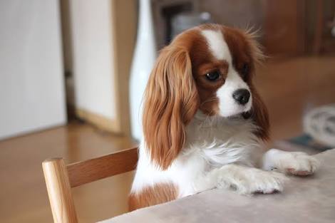 動物好きさん集まれ～