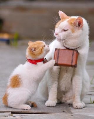 動物好きさん集まれ～