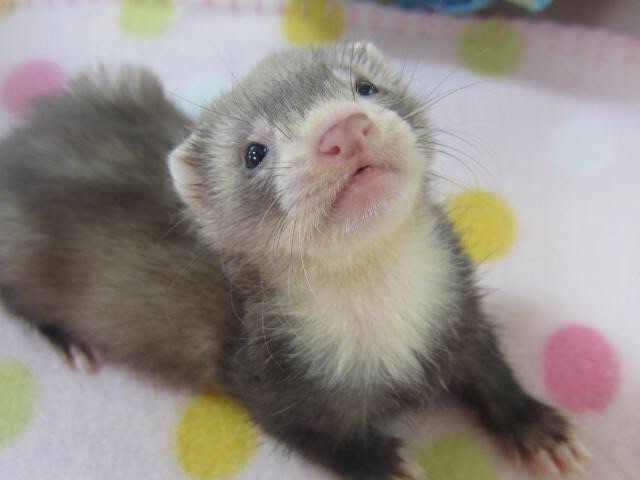 動物好きさん集まれ～