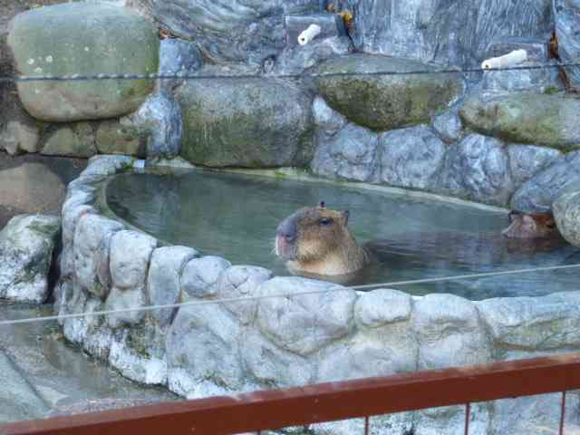 動物好きさん集まれ～