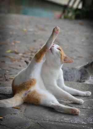 アイドルに興味無い人集結！