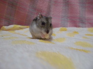 ペットに市販のもの以外で食べさせてるものはありますか?