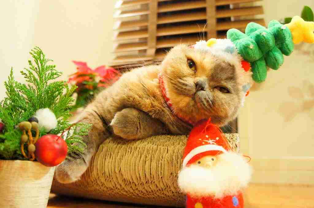 クリスマスを友達と過ごすのはダサい？