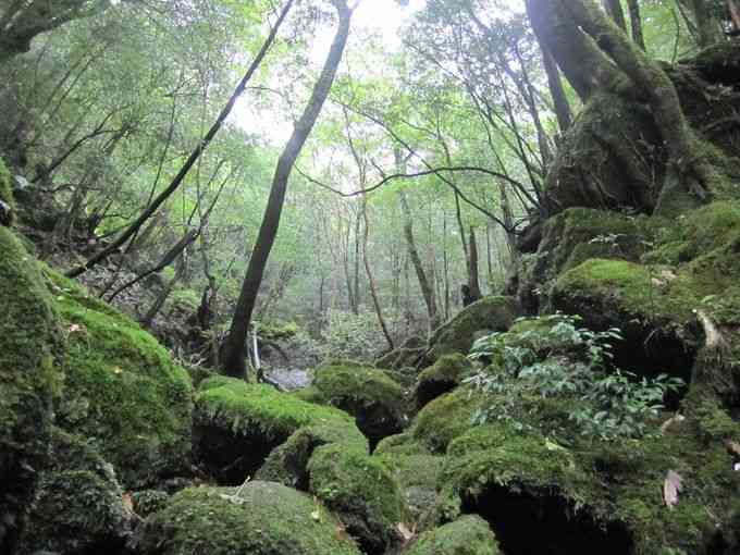 緑色の素敵な画像を貼るトピ