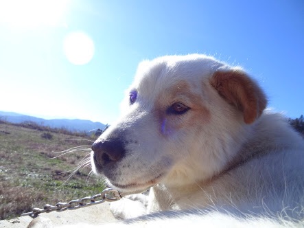 日向ぼっこしてる動物の画像