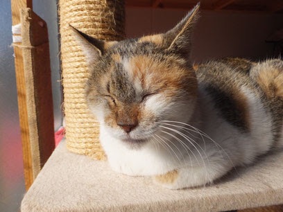 日向ぼっこしてる動物の画像