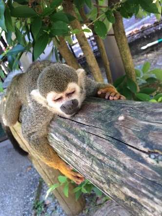 日向ぼっこしてる動物の画像