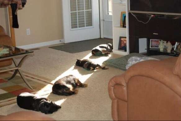 日向ぼっこしてる動物の画像